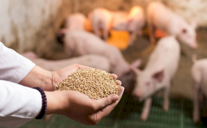Lammerding Schweinefutter