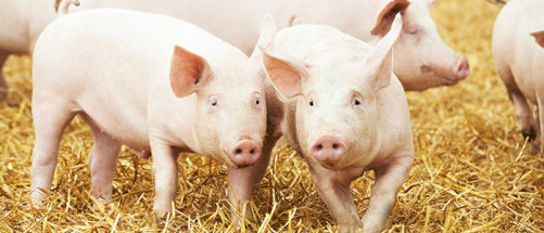 teaser schweine